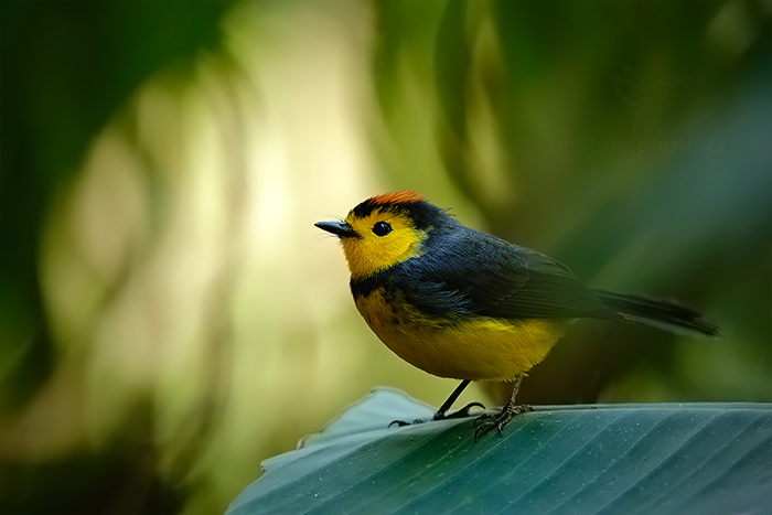 Lesňáček obojkový (Myioborus torquatus)