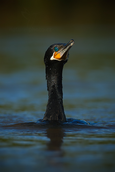 Kormorán neotropický (Phalacrocorax olivaceus)