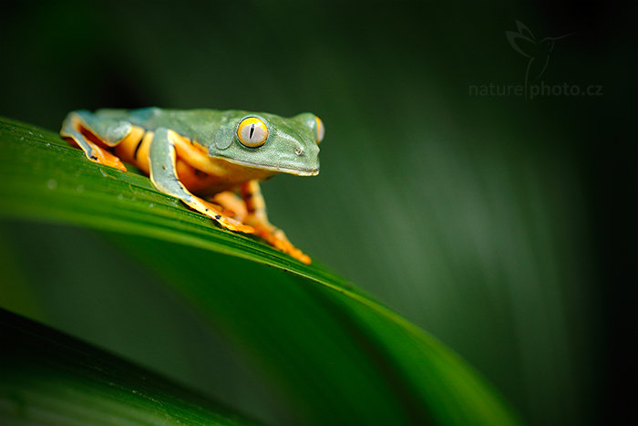 Listovnice ostruhatá (Cruziohyla calcarifer)
