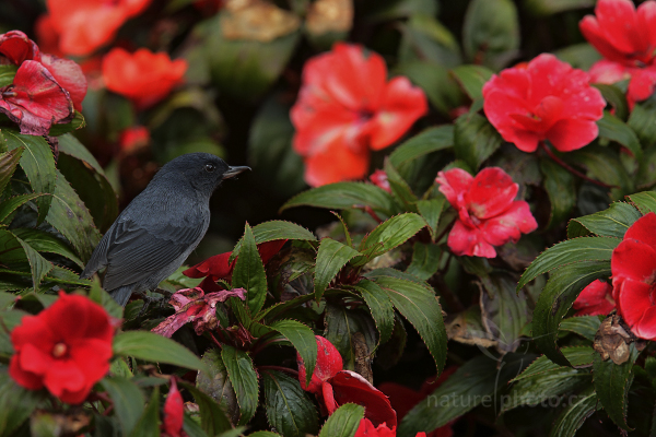 Háčkozobec pacifický (Diglossa plumbea)