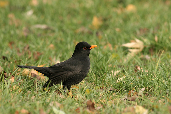 Kos černý (Turdus merula)
