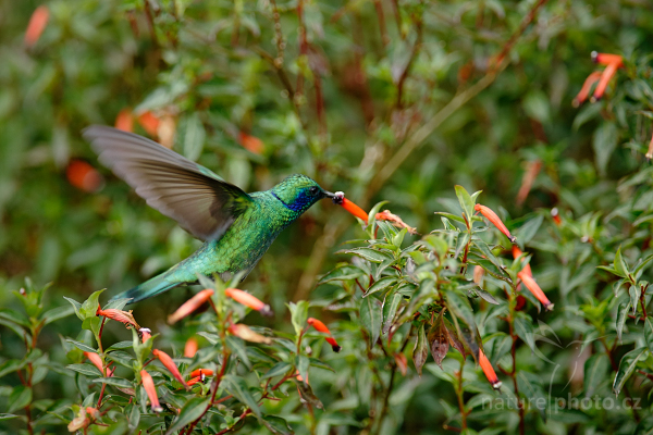 Kolibřík zelený (Colibri thalassinus)