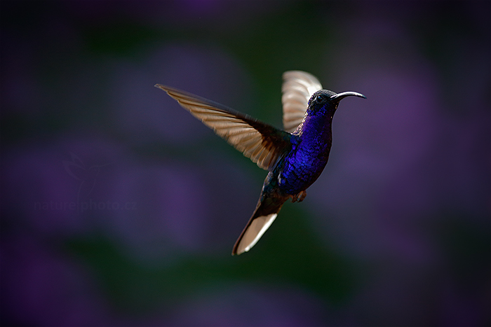 Kolibřík fialkový (Campylopterus hemileucurus)