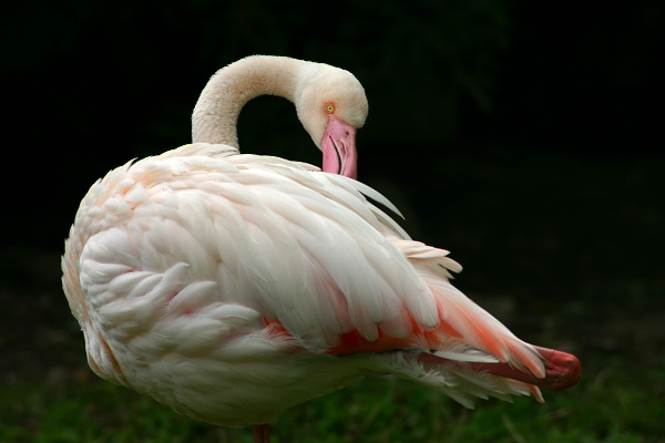 Plameňák růžový (Phoenicopterus ruber roseus)