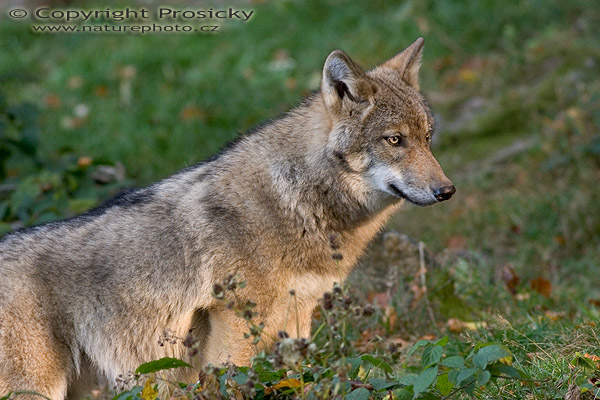 Vlk obecný eurasijský (Canis lupus lupus)