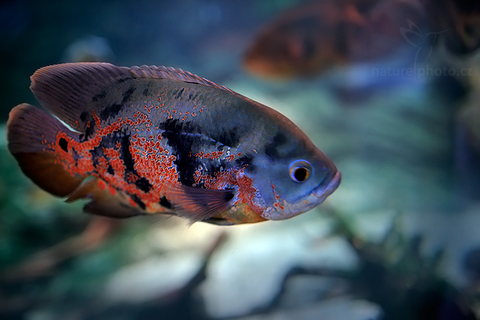 Vrubozobec paví (Astronotus ocellatus)