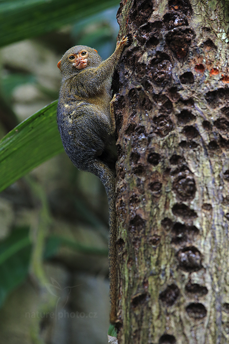 Kosman zakrslý (Callithrix pygmaea)