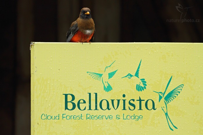 Trogon škraboškový (Trogon personatus)