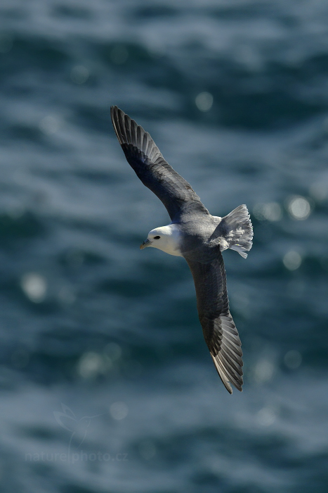 Buřňák lední (Fulmarus glacialis)