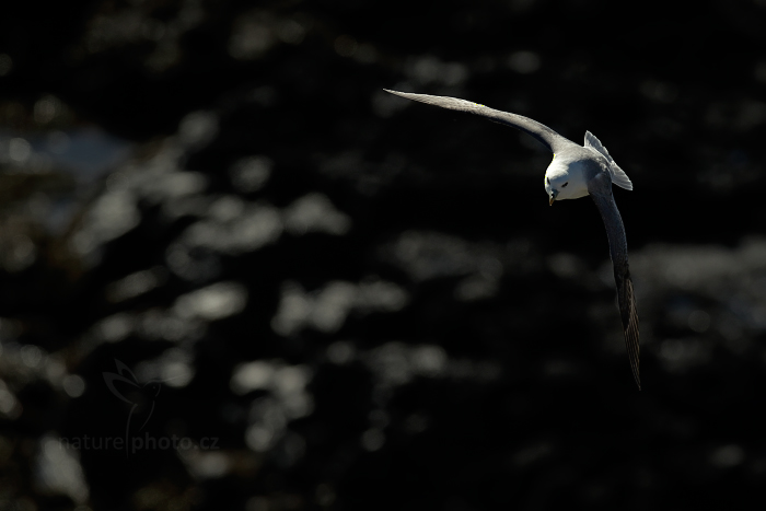 Buřňák lední (Fulmarus glacialis)
