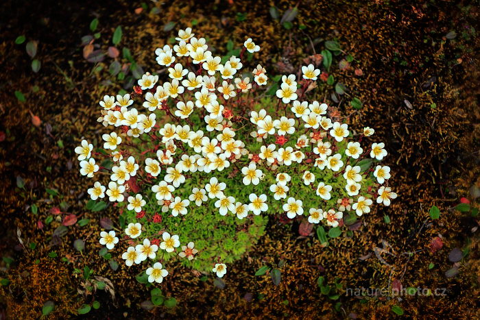 Saxifraga cespitosa