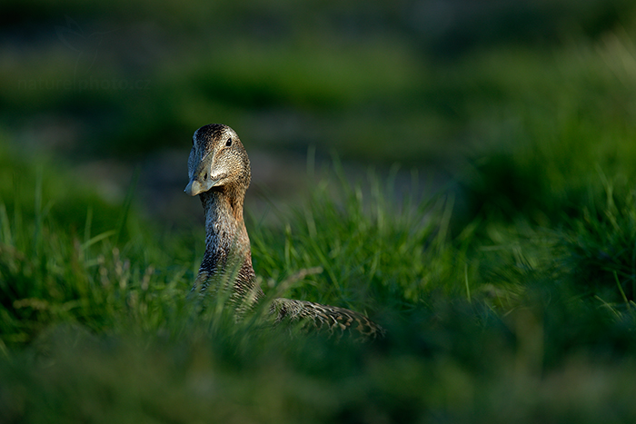 Kajka mořská (Somateria mollissima)
