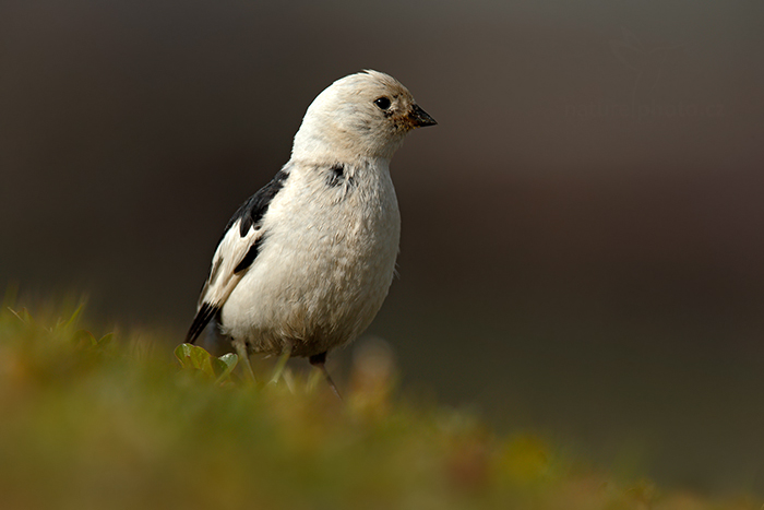 Sněhule severní (Plectrophenax nivalis)