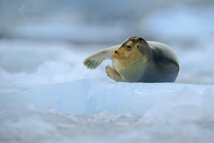 Tuleň vousatý (Erignathus barbatus)