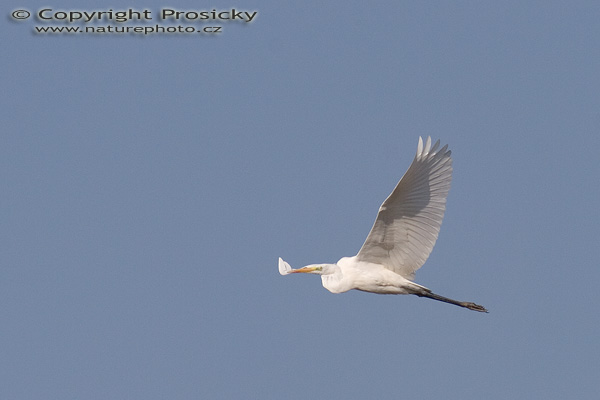 Volavka bílá (Egretta alba)