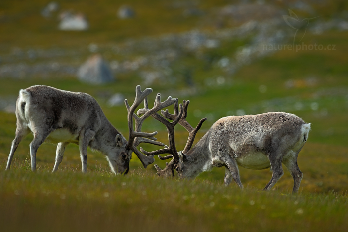 Sob polární  (Rangifer tarandus)