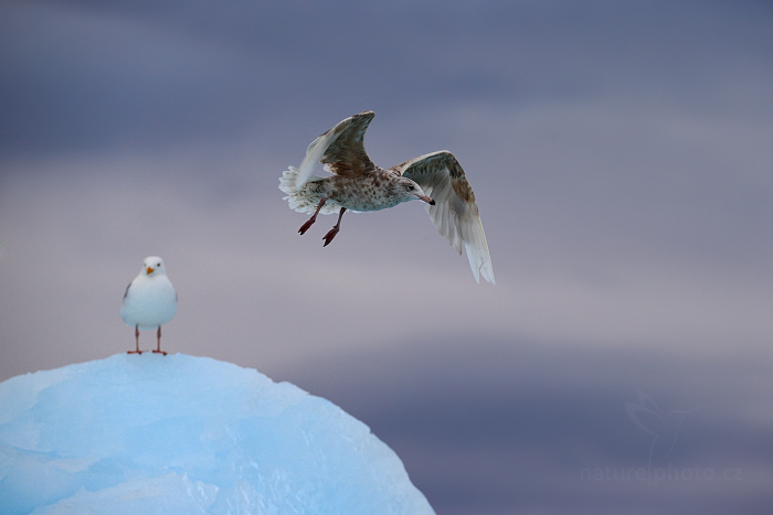 Racek šedý (Larus hyperboreus)