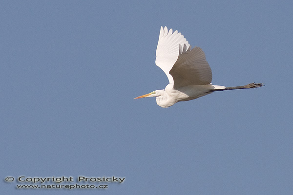 Volavka bílá (Egretta alba)