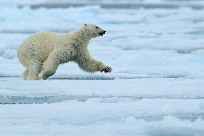 Medvěd lední (Ursus maritimus)