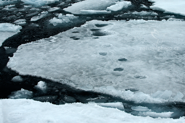 Medvěd lední (Ursus maritimus)