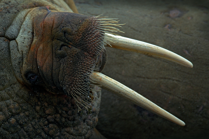 Mrož lední (Odobenus rosmarus)