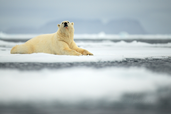 Medvěd lední (Ursus maritimus)
