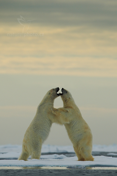 Medvěd lední (Ursus maritimus)