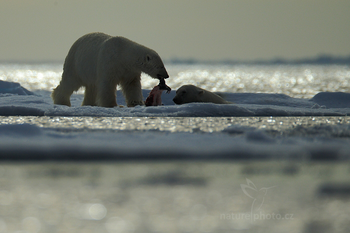 Medvěd lední (Ursus maritimus)