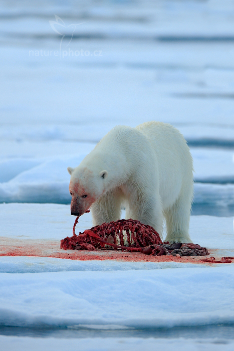 Medvěd lední (Ursus maritimus)