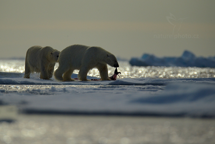 Medvěd lední (Ursus maritimus)