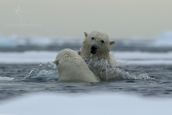 Medvěd lední (Ursus maritimus)