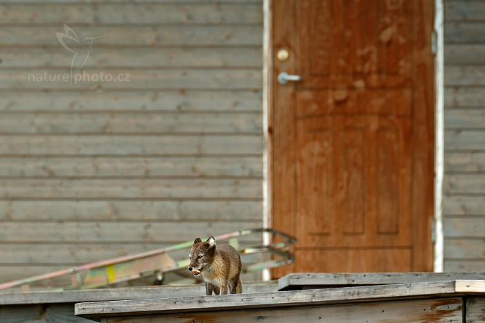 Liška polární (Vulpes lagopus)