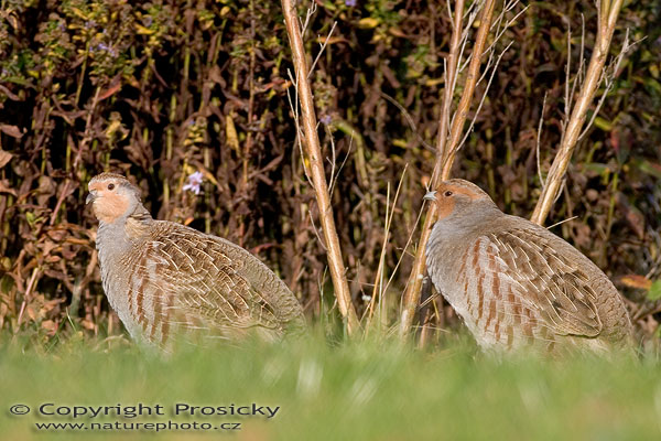 Koroptev polní (Perdix perdix)