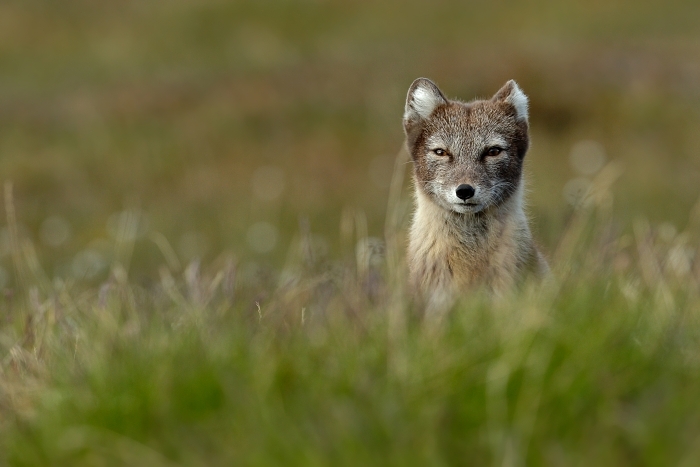 Liška polární (Vulpes lagopus)