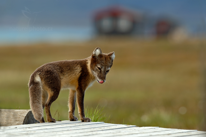 Liška polární (Vulpes lagopus)