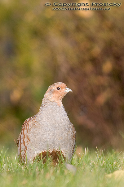 Koroptev polní (Perdix perdix)