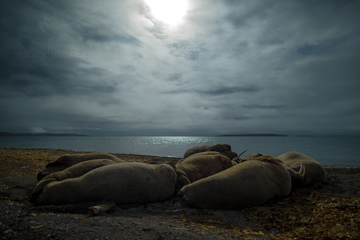 Mrož lední (Odobenus rosmarus)