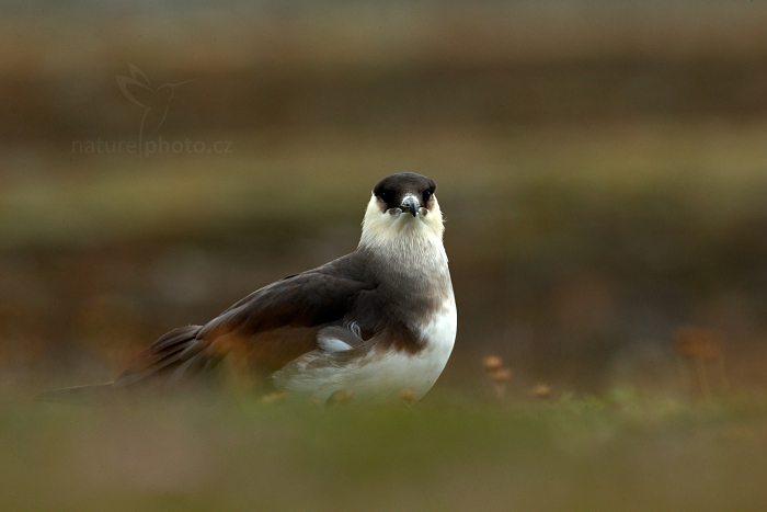 Chaluha příživná (Stercorarius parasiticus)