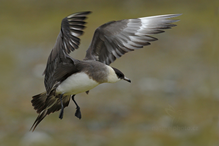 Chaluha příživná (Stercorarius parasiticus)