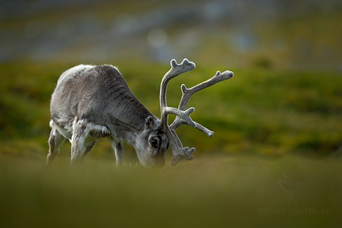 Sob polární  (Rangifer tarandus)