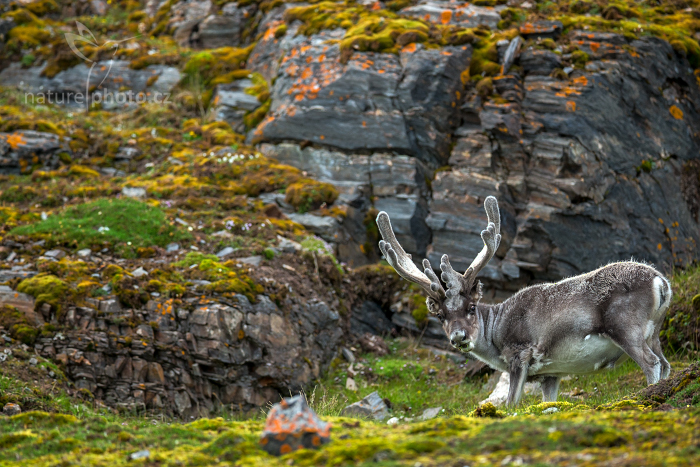 Sob polární  (Rangifer tarandus)