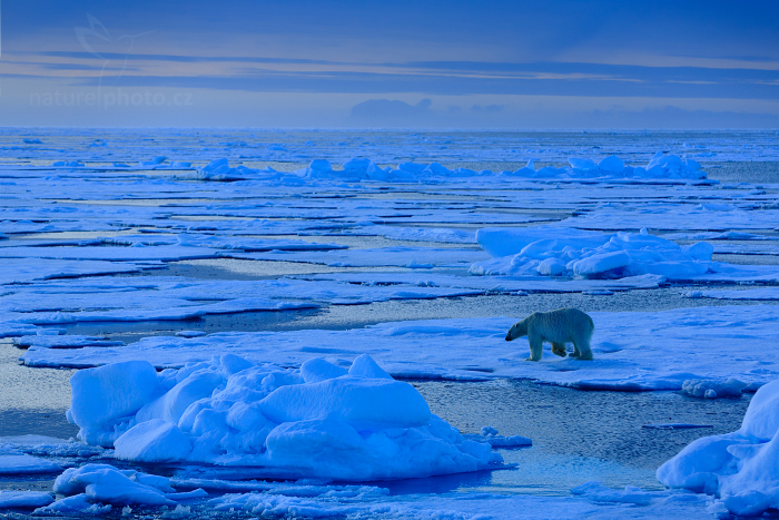 Medvěd lední (Ursus maritimus)