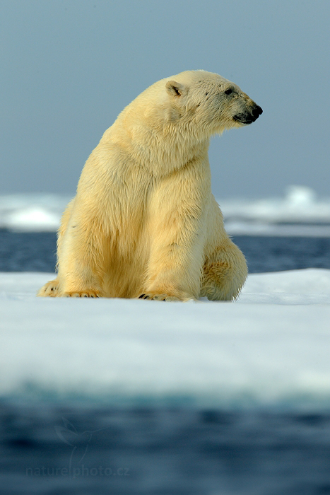 Medvěd lední (Ursus maritimus)