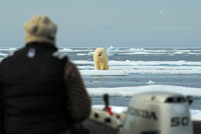 Medvěd lední (Ursus maritimus)