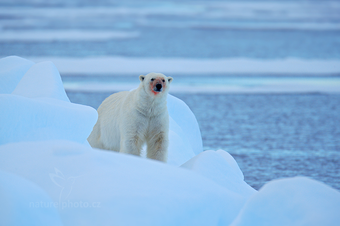 Medvěd lední (Ursus maritimus)