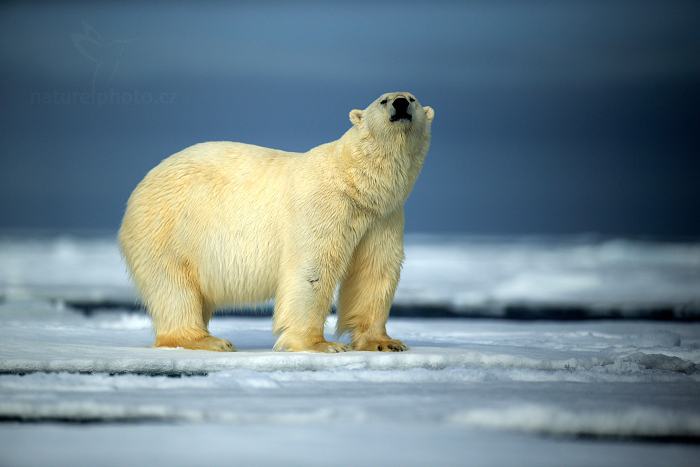 Medvěd lední (Ursus maritimus)