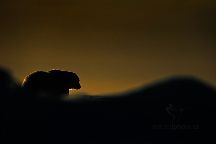 Medvěd lední (Ursus maritimus)