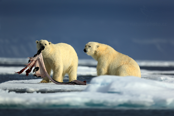 Medvěd lední (Ursus maritimus)