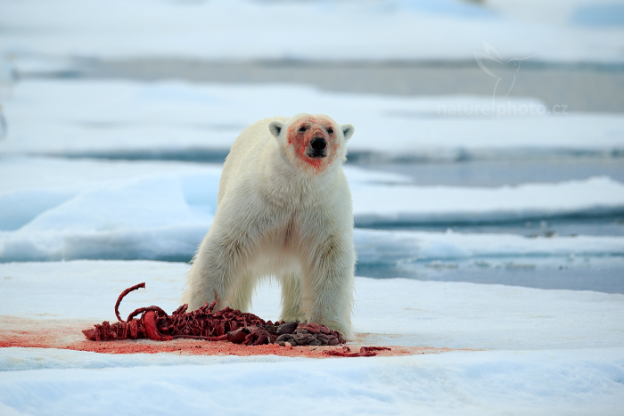 Medvěd lední (Ursus maritimus)