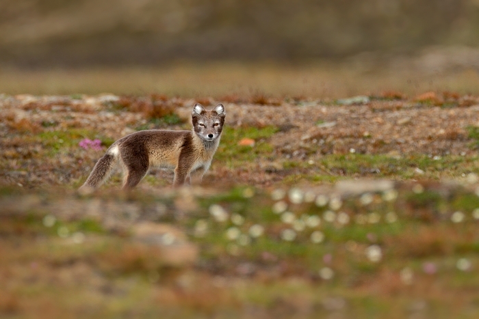 Liška polární (Vulpes lagopus)